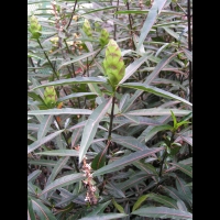 Barleria lupulina (2)